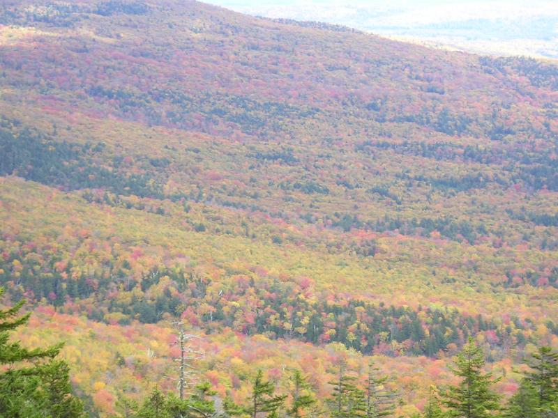 Hibbard (13).JPG - Close up of foliage.